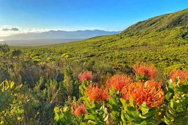 grootbos-landscape
