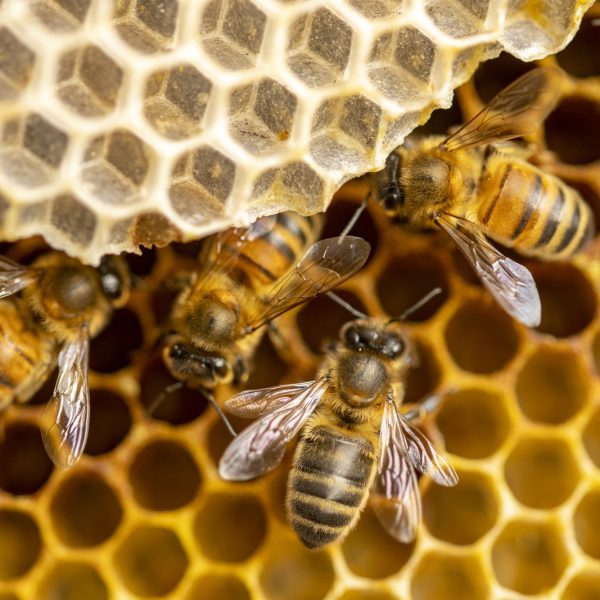 Macro closeup of bee hive with detail of h