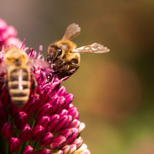 Observing bees pollinating garlic flowers in their natural environment is truly captivating