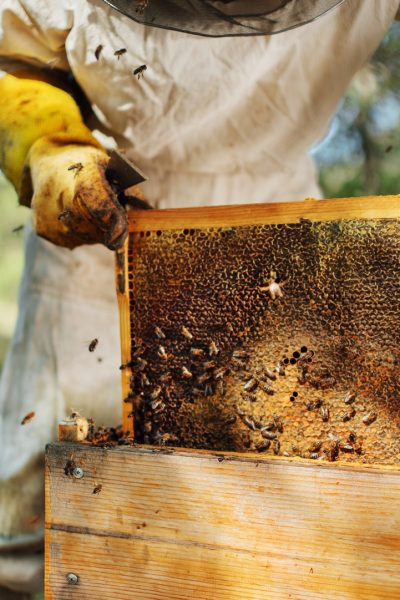 The beekeeper pulls out a frame with honey from the beehive.